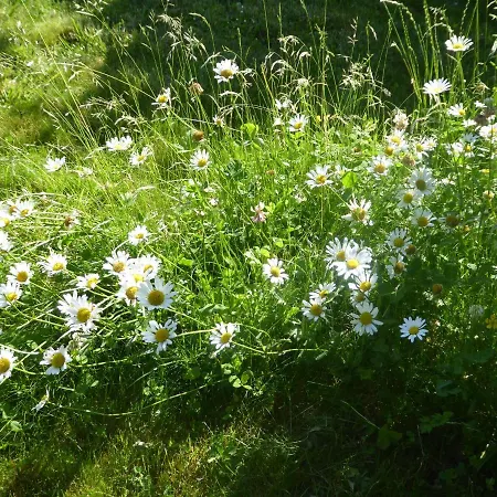 Maison d'hôtes La Pomme De Pin